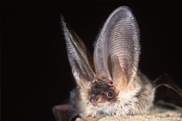 Grey long-eared bat