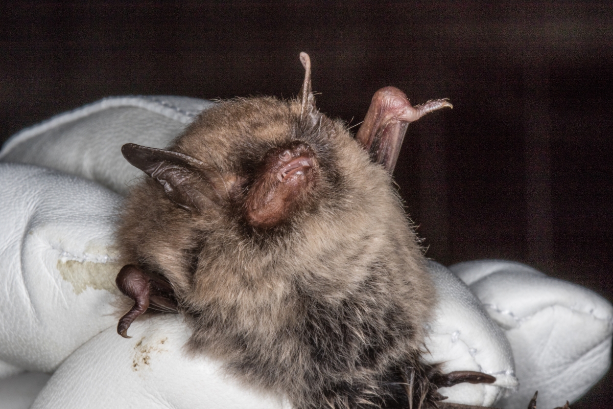 A new bat species for Jersey!